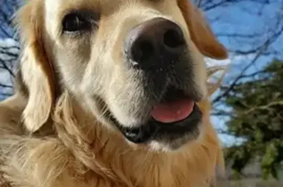Chien perdu , photo : Golden Retriever beige 5 ans perdu à Latrape