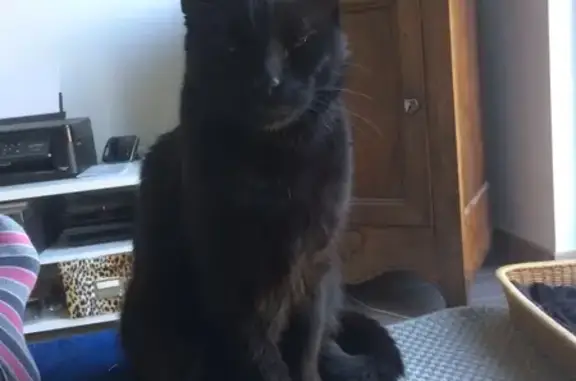 Chat perdu, , photo: Chat noir disparu, 8 ans, Verquières