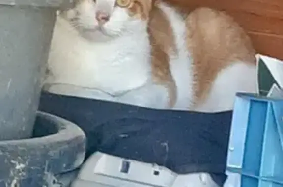 Chat blanc et roux trouvé, Rue Eugène Jacquet - photo