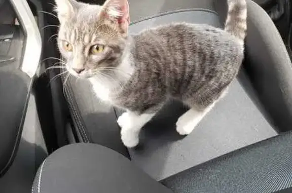 Chat mâle non pucé trouvé, Ménétrol - photo