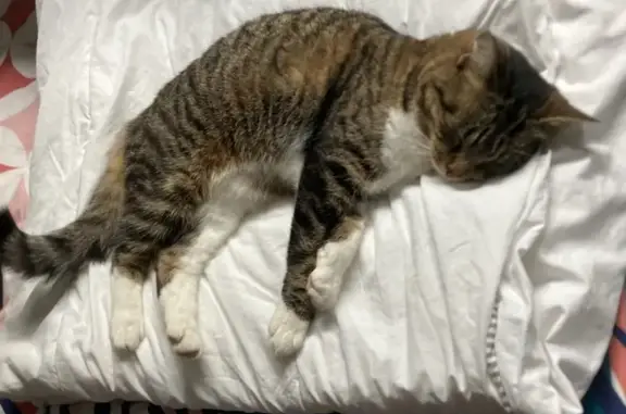 Chatte Kimy disparue à Mordelles - photo