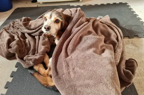 Animaux trouvés Le Conquet, photo: Chien type Teckel trouvé épuisé au Conquet