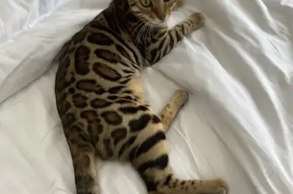 Chat Bengal perdu, Allée du Chasse Marée - photo