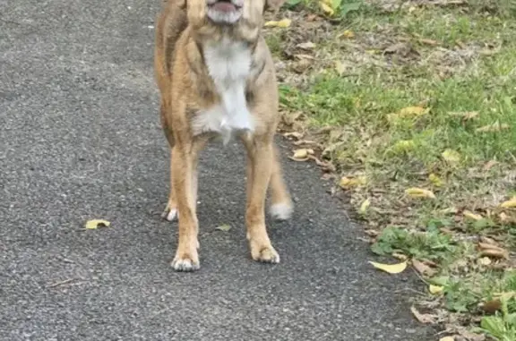 Chien errant gentil cherche nourriture Couzeix - photo