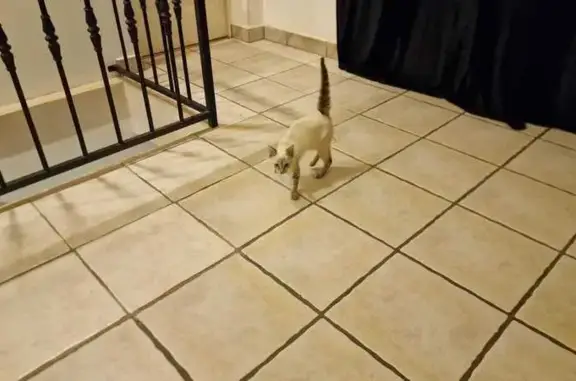 Animaux trouvés , photo: Chatte trouvée, 2 mois, non pucée, Barrac