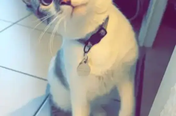 Chat perdu, , photo: Chat mâle blanc gris disparu à Briord