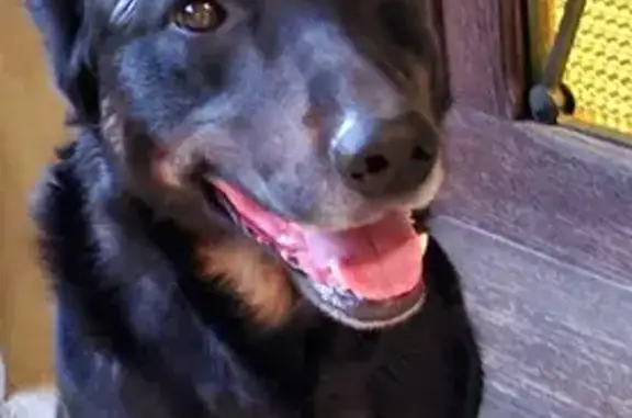 Beauceron mâle trouvé, Route de Lyon - photo