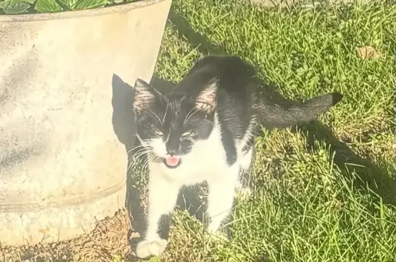 Chaton noir et blanc trouvé à Vernouillet - photo