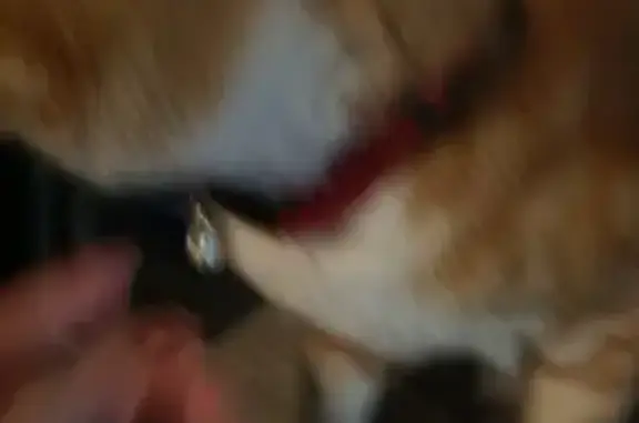 Chat roux et blanc trouvé à Vanves - photo
