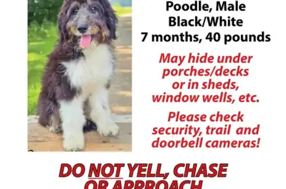 Missing 6-Month Aussiedoodle in St. Michael