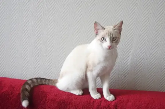 Chat mâle trouvé Rue Saint-Roch, Angoulême - photo