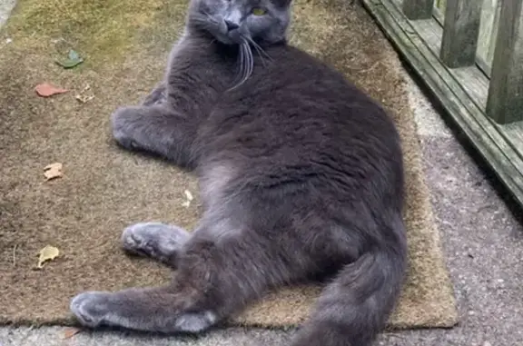 Lost Cat: Gray, Orange Eyes, Newport Area