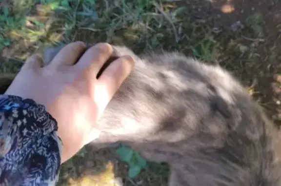 Chat mâle non castré trouvé à Poitiers - photo