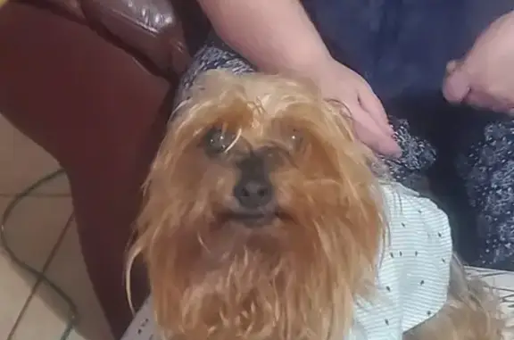 Missing Yorkie: Blind, Deaf, Black & Brown Fur