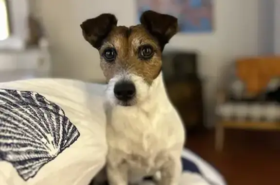 Chien perdu Avignon, photo : Jack Russel 9 ans perdu à Avignon