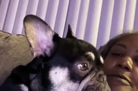 Lost French Bulldog: Emotional Support Needed