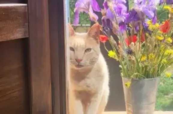 ¡Gato Perdido! Pau, Pelirrojo y Cariñoso