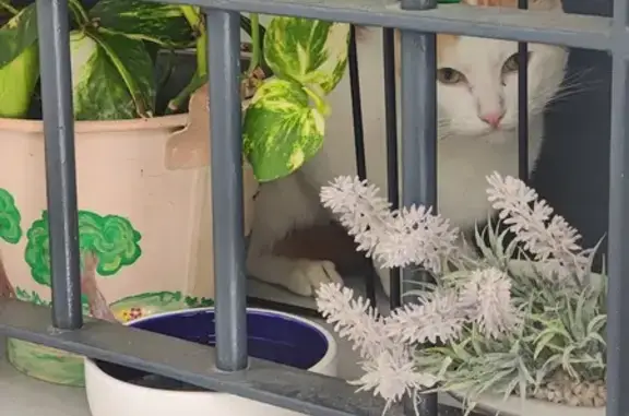 Gata asustada encontrada en ventana, Cádiz