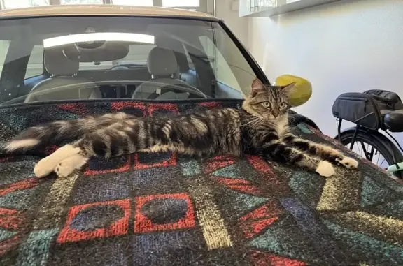 Found: Friendly Young Tortoise Shell Tabby in SD