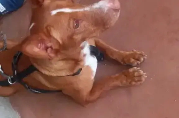 Chien Podenco marron perdu à Pont-l'Abbé - photo