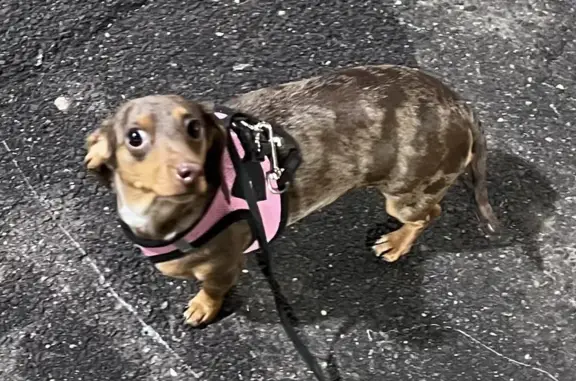 Lost Mini Dachshund: Brown/Gold, Park Ave NY