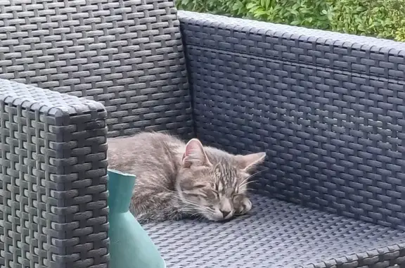 Animaux perdus , photo: Chat gris tigré de 8 mois perdu à Chambrecy