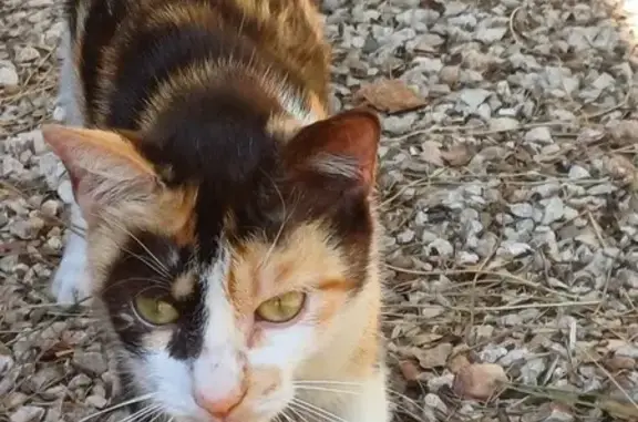 Chatte tricolore trouvée Chemin du Parguet - photo