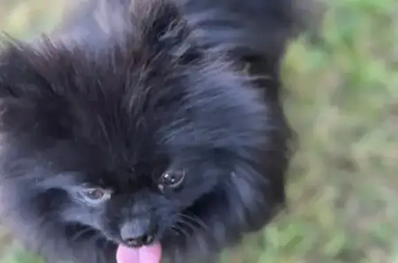 Chien perdu , photo : Chien perdu : Spitz nain noir, 2 ans, Expresso
