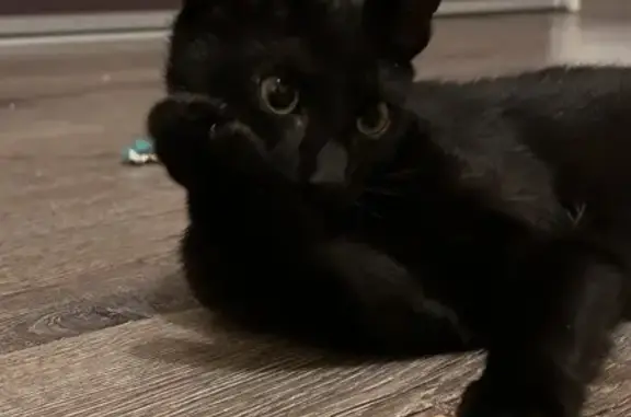 Chat trouvé Sallanches, photo: Chaton noir trouvé, taches blanches, Sallanches