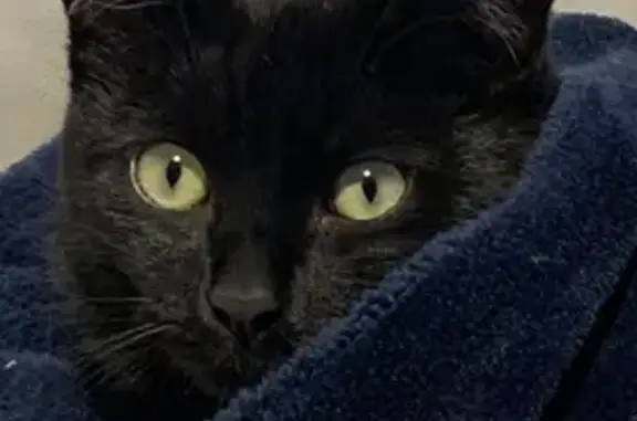 Animaux perdus , photo: Chat noir 1,5 ans perdu à Rombas