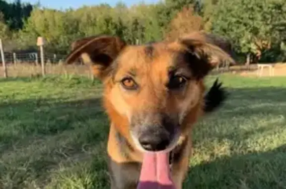 Chien perdu , photo : Chien perdu : Princesse s'est échappée à Lafrançaise