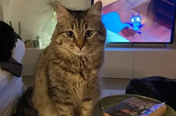 Animaux perdus Marseille Bompard, photo: Chat Européen disparu à Marseille