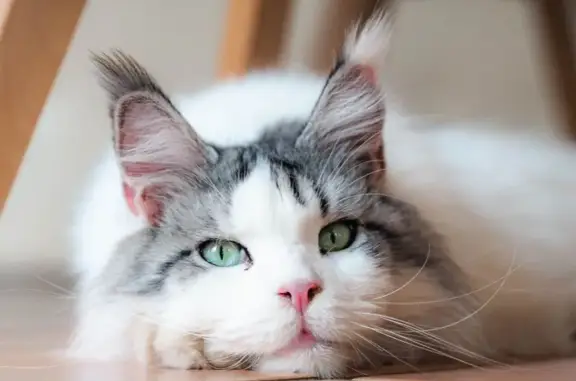 Animaux perdus Cournonsec, photo: Chat Maine Coon blanc sourd perdu à Cournonsec