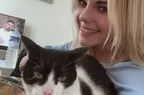 Suzuk, chat noir et blanc perdu à Berck - photo