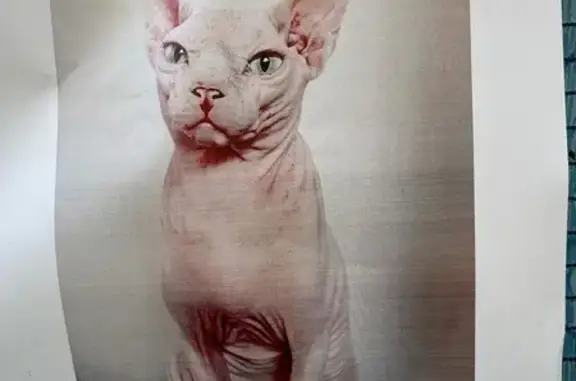 Se ha extraviado gato Sphynx. Blanco. Adulto. Se recompensará