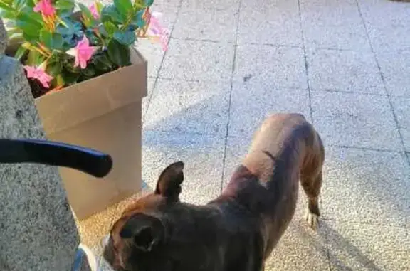 Jeune chien marron trouvé au Panloup - photo