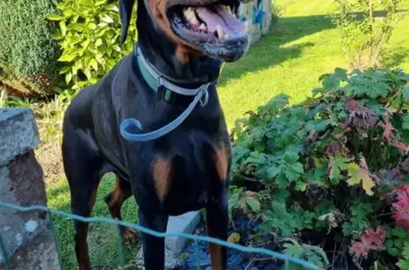 Doberman femelle trouvée à Magny-le-Désert - photo