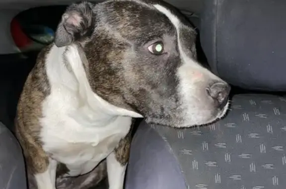 Chienne Staffi trouvée à Puyoo le 14/09/24 - photo