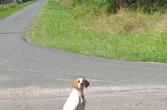 Chien trouvé: blanc, oreilles marrons, Herry - photo