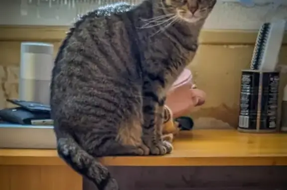 Animaux perdus Guéret, photo: Chatte tigrée disparue à Guéret