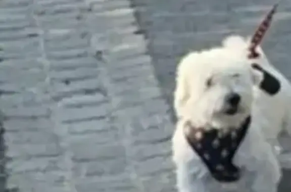 Chien perdu , photo : Chien Coton de Tuléar perdu à Anglesqueville