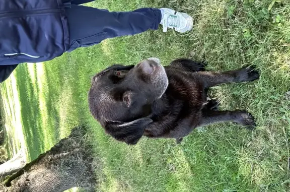 Chien trouvé Saint-Yrieix-sur-Charente, photo: Deux labradors trouvés à Saint-Yrieix