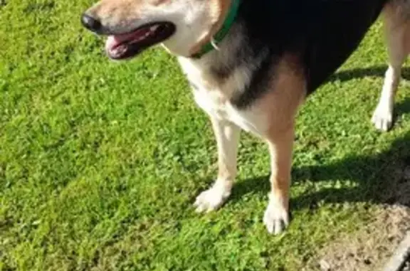 Chienne berger allemand trouvée à Saint-Gravé - photo