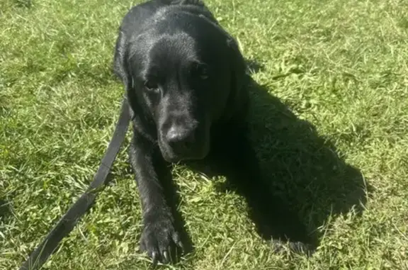 Chien trouvé Saint-Yrieix-sur-Charente, photo: Chien et labrador errants à Saint-Yrieix-sur-Charente