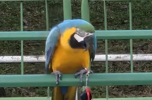 Found Blue & Yellow Parrot in Toa Payoh