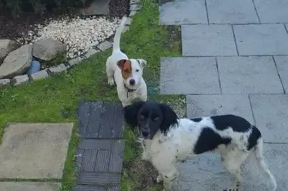 Deux chiens trouvés, femelle en chaleur - photo