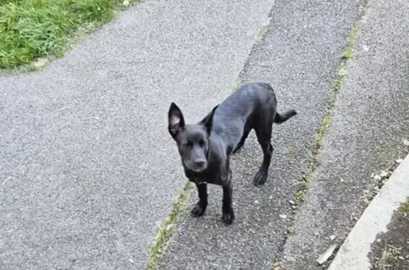 Chien trouvé à Orvault, Allée de la Penfeld - photo
