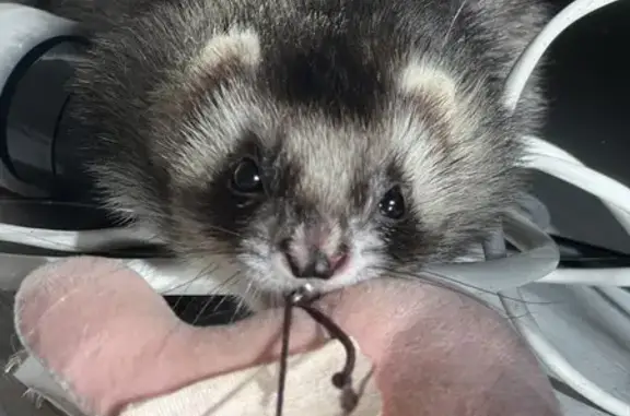Animaux perdus Vincennes, photo: Furet femelle FIBI perdue à Vincennes