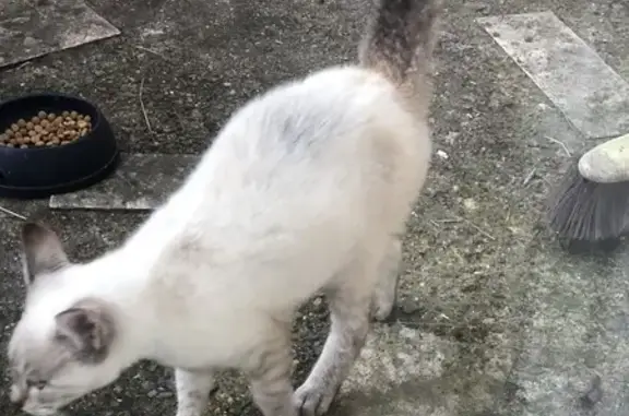 Chat trouvé à Rouans : Messan, 15 ans - photo