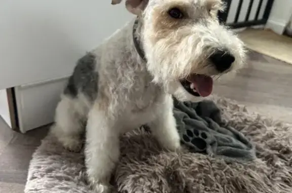 Chien perdu , photo : Chien perdu : Plume, fox terrier, Barberey